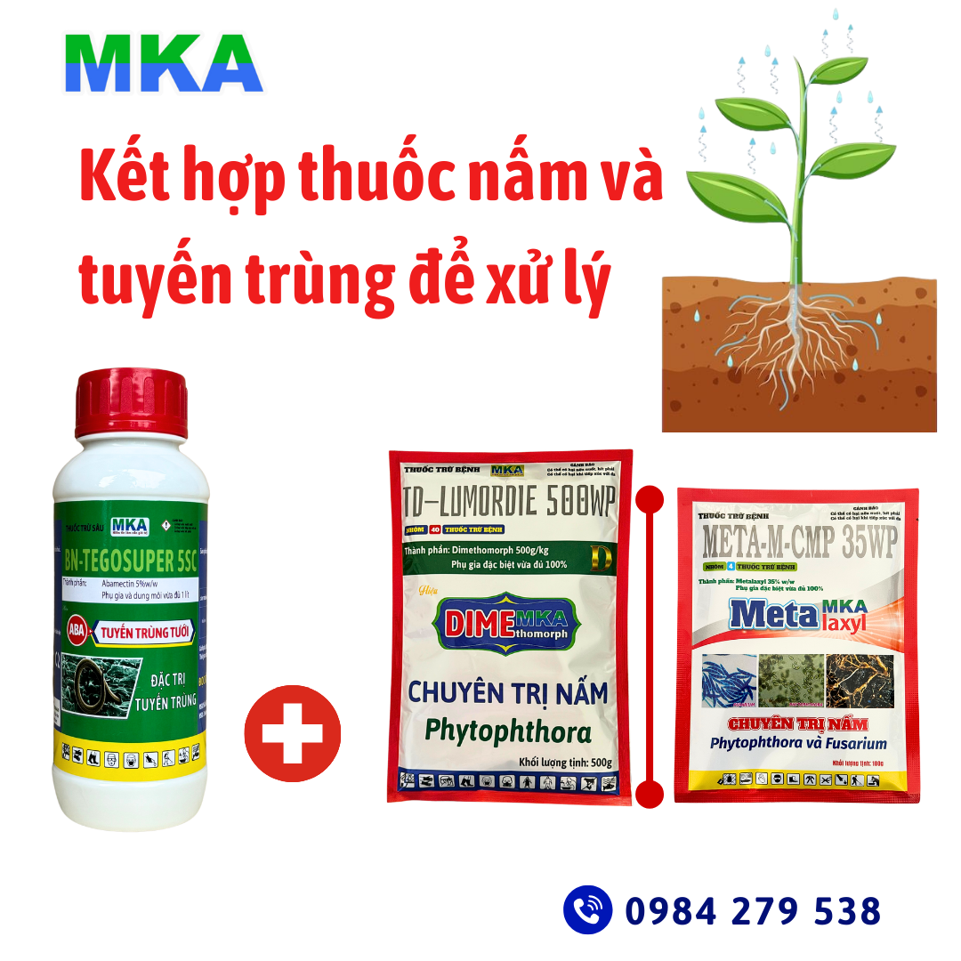 Bệnh vàng lá thối rễ